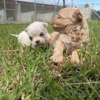 Maltipoo mini m8ni toy
