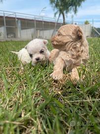 Maltipoo mini m8ni toy