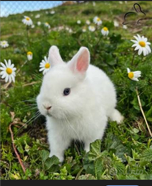 Conigli nani ermellino