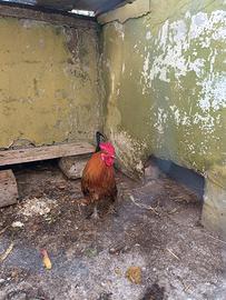 Galline nane ornamentali