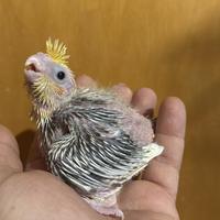 Pappagalli Calopsite