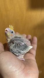 Pappagalli Calopsite