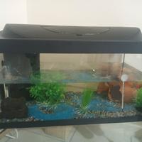 acquario 