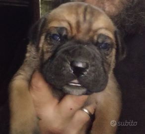 Cane corso cuccioli