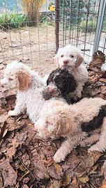 Cuccioli di Lagotto Romagnolo