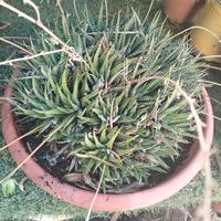 pianta haworthia