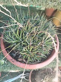 pianta haworthia