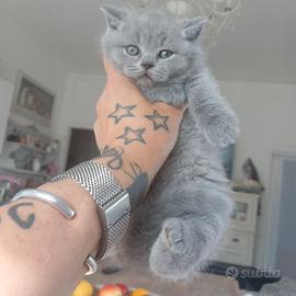 Cucciola british shorthair