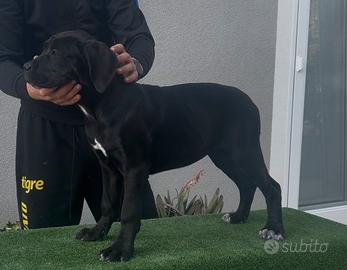 Cucciole cane corso con pedigree