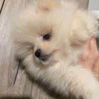 Cuccioli di spitz tedesco nano pomerania