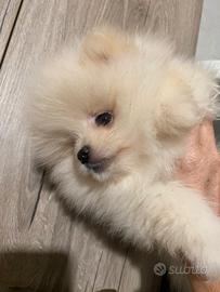 Cuccioli di spitz tedesco nano pomerania