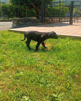 Cuccioli meticci taglia medio grande circa 30kg