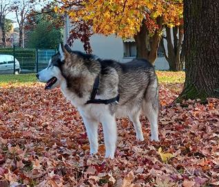 Alaskan malamute gratuitamente per monta