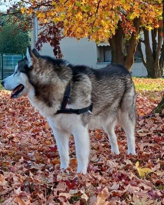 Alaskan malamute gratuitamente per monta