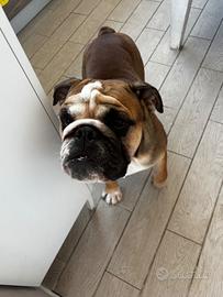 Bulldog inglese