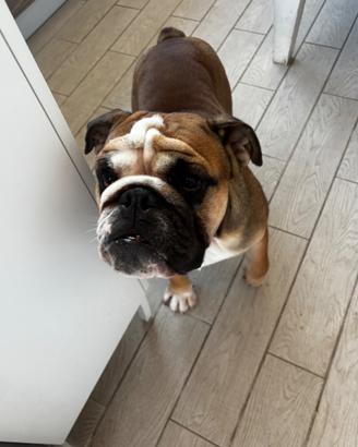 Bulldog inglese