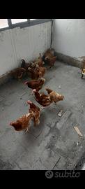Galline anatre tacchini