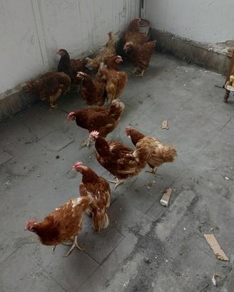 Galline anatre tacchini
