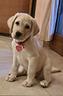 labrador-biondo-2-mesi-disponibile-subito