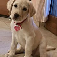 Labrador Biondo 2 mesi disponibile subito