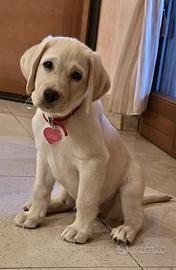 Labrador Biondo 2 mesi disponibile subito