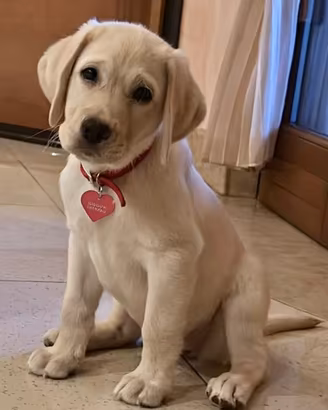 Labrador Biondi e Neri disponibile