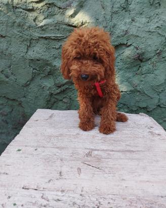Barboncino Toy red total di 6 mesi