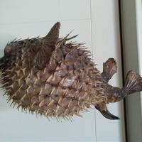 Grande pesce palla essiccato