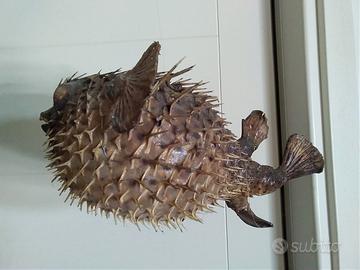 Grande pesce palla essiccato