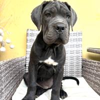 Cucciola grigia di cane corso