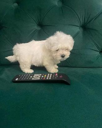 Maltese