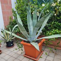 pianta Agave altezza cm 90x 1mt