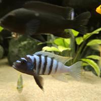 Cynotilapia jalo reef