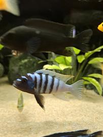 Cynotilapia jalo reef