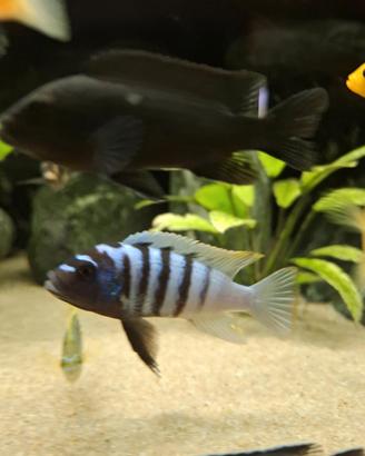 Cynotilapia jalo reef