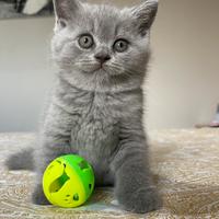 British shorthair