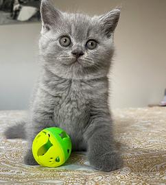 British shorthair