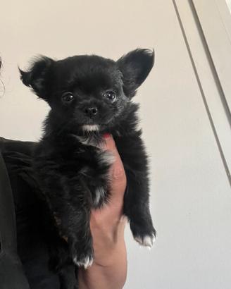 Chihuahua