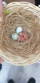 Cardinalini del Venezuela