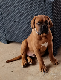 Cucciolo di dogue de bordeaux
