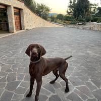 Bracco tedesco