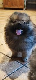 Maschio Spitz di Pomerania nano