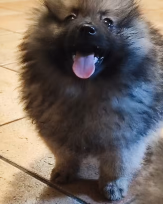 Maschio Spitz di Pomerania nano