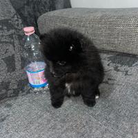 Animali