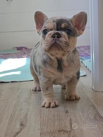 Bulldog francese lilac tan merle femmina
