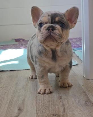 Bulldog francese lilac tan merle femmina