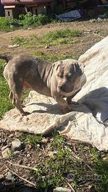 American bully poket