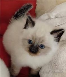 Gattini Ragdoll