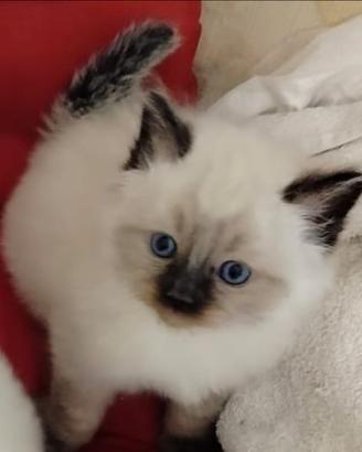 Gattini Ragdoll