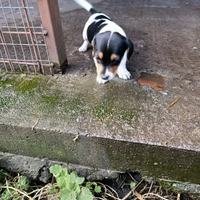 Jack Russel